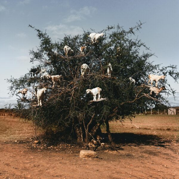 Unique scene of goats perched on an argan tree in Essaouira, showcasing local agriculture.