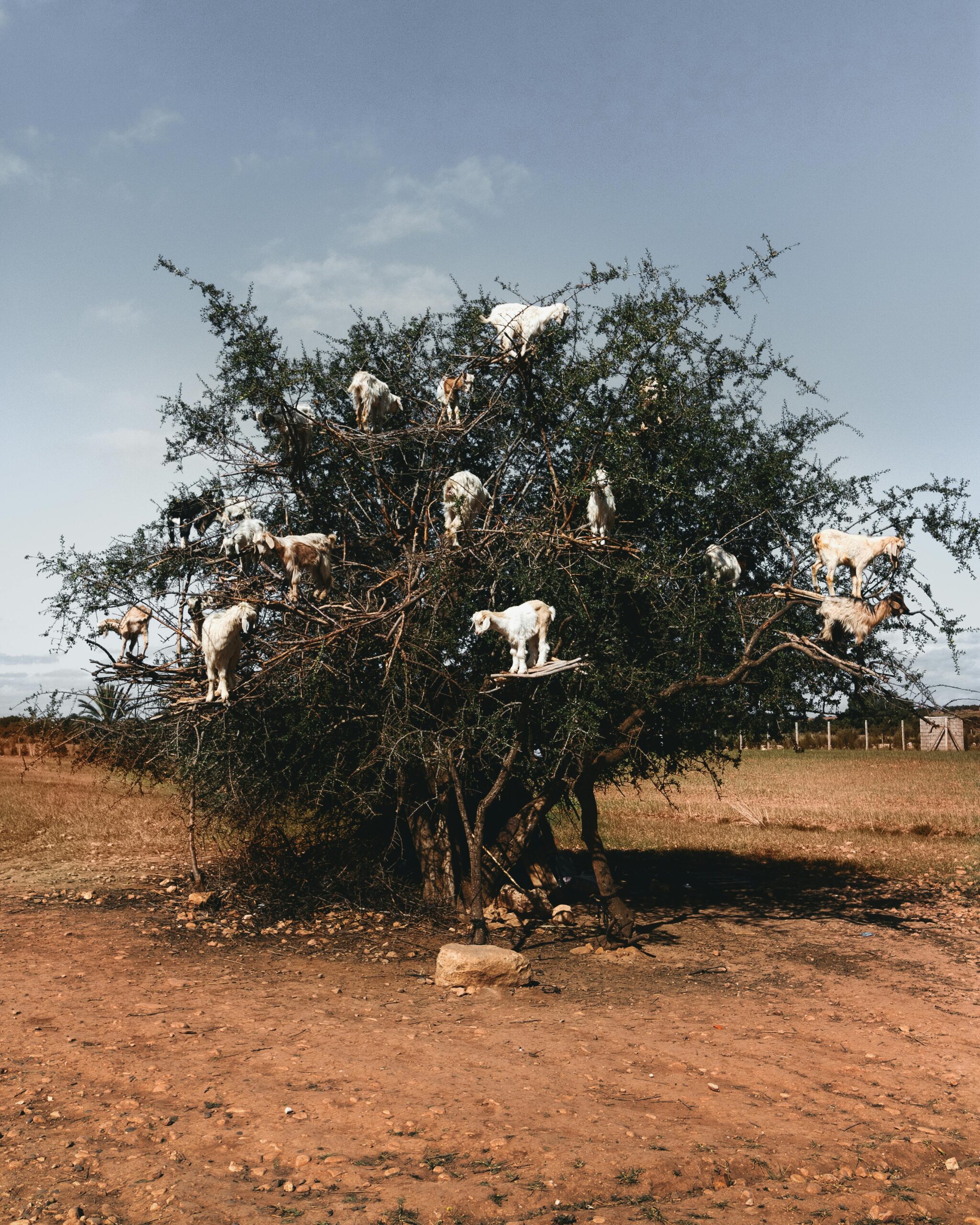 Unique scene of goats perched on an argan tree in Essaouira, showcasing local agriculture.